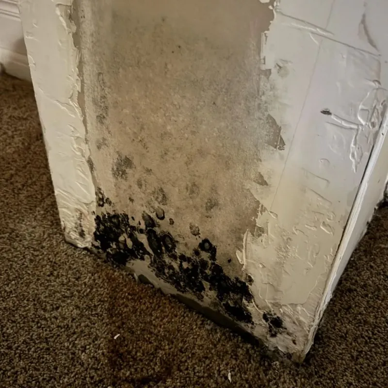 Professional Mold Removal in Mount Vernon, IA